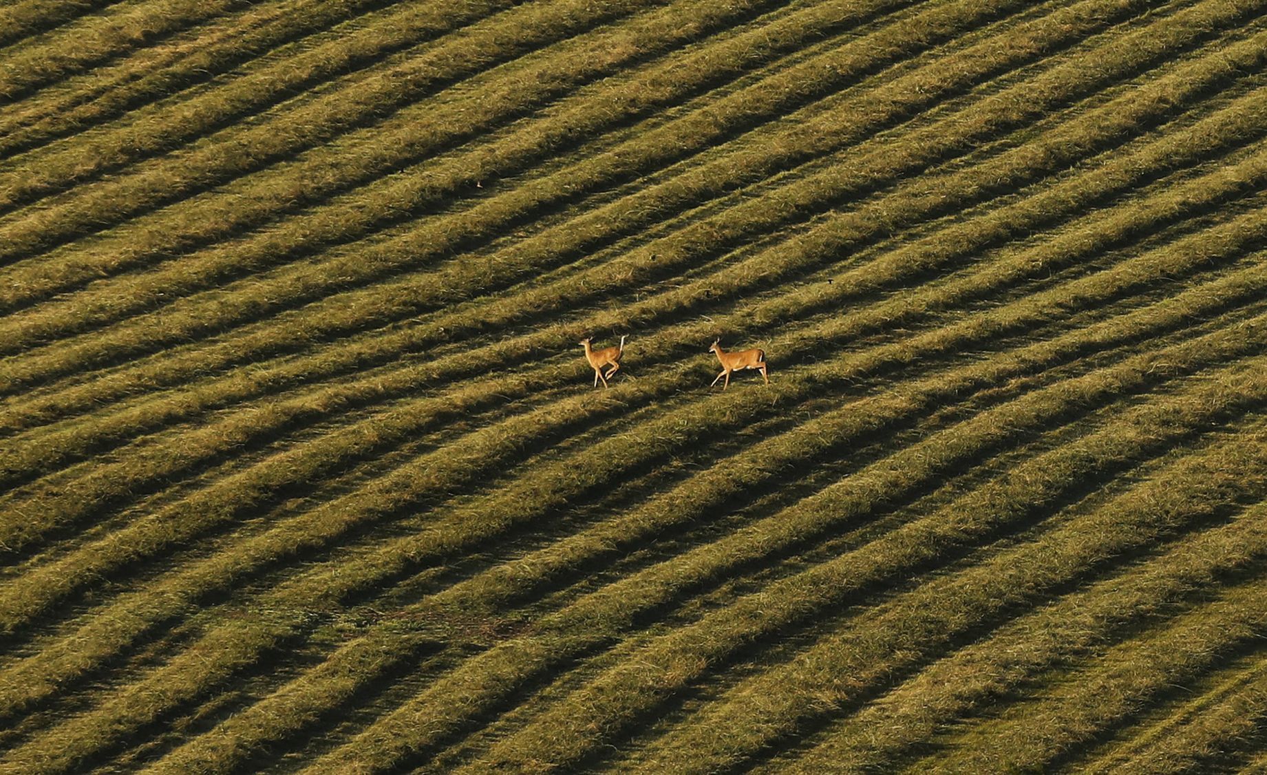 Deer leap over the rows of hay